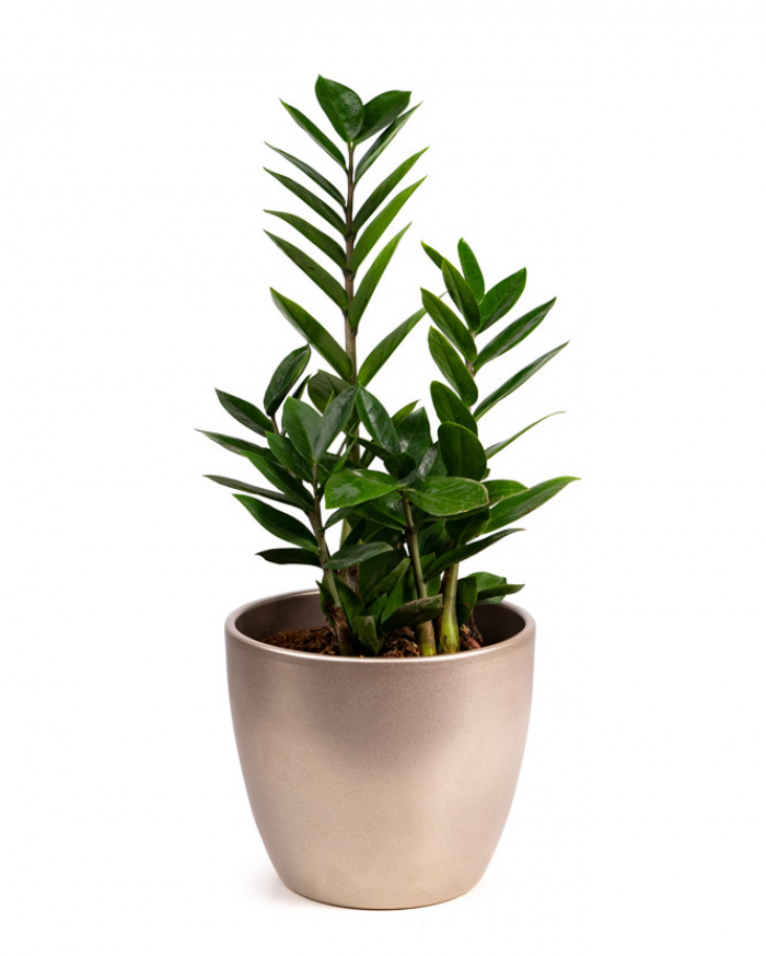 Planta Zamioculcas – imaginea 1