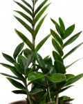 Planta Zamioculcas – imaginea 2
