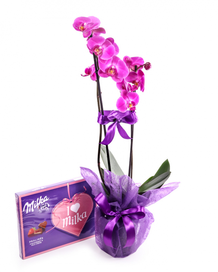 Aranjament orhidee Phalaenopsis mov – imaginea 1