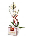Aranjament orhidee Phalaenopsis albă cu ambalaj elegant