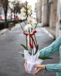 Aranjament orhidee Phalaenopsis albă cu ambalaj elegant