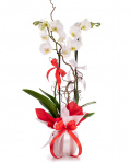 Aranjament orhidee Phalaenopsis albă cu ambalaj elegant – imaginea 1