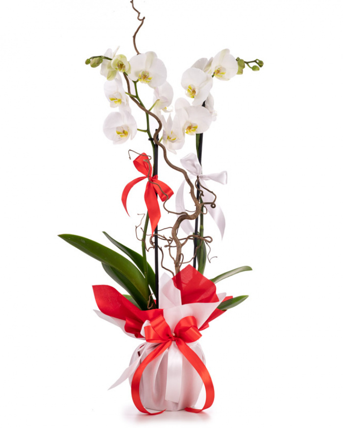 Aranjament orhidee Phalaenopsis albă cu ambalaj elegant – imaginea 1