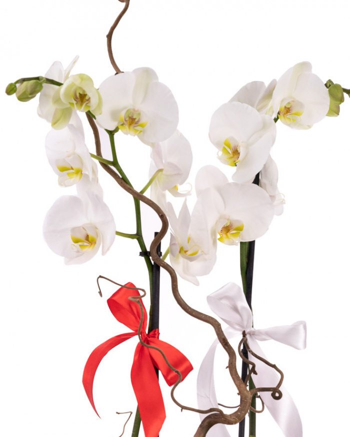 Aranjament orhidee Phalaenopsis albă cu ambalaj elegant – imaginea 2