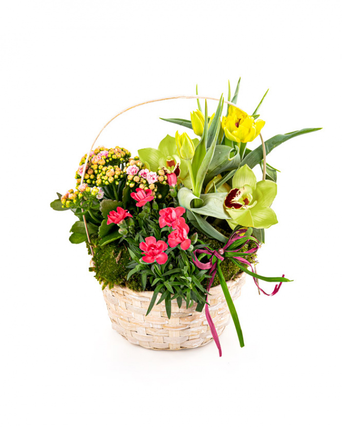 Aranjament cu plante mix