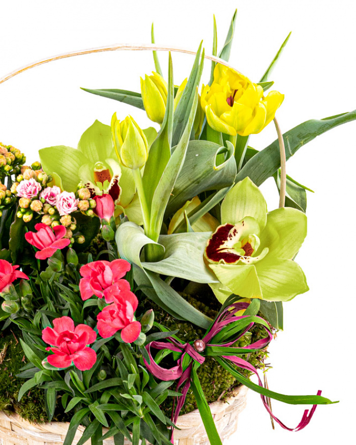 Aranjament cu plante mix