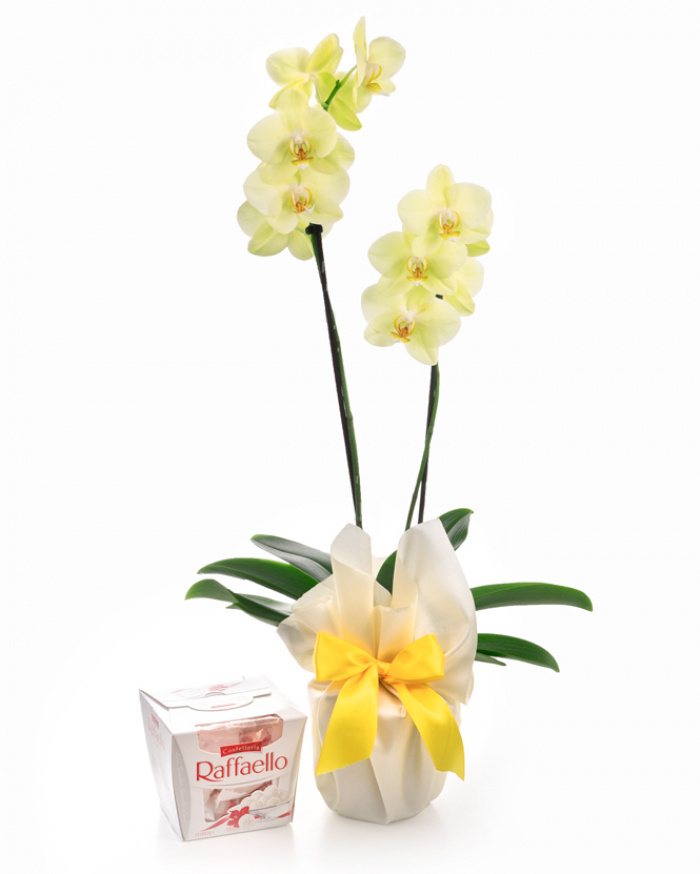 Orhidee Phalaenopsis galbena