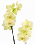 Orhidee Phalaenopsis galbena