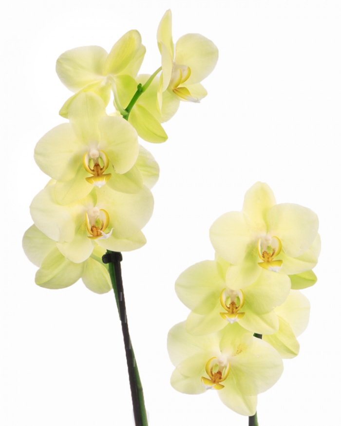 Orhidee Phalaenopsis galbena