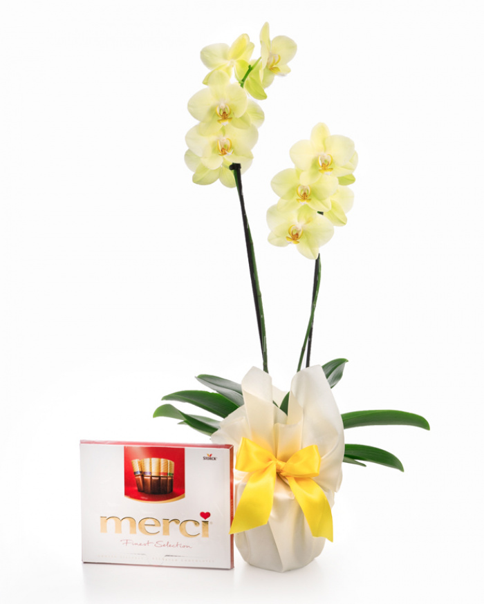 Orhidee Phalaenopsis galbena – imaginea 1