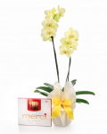 Orhidee Phalaenopsis galbena