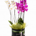 Aranjament cu orhidee Phalaenopsis