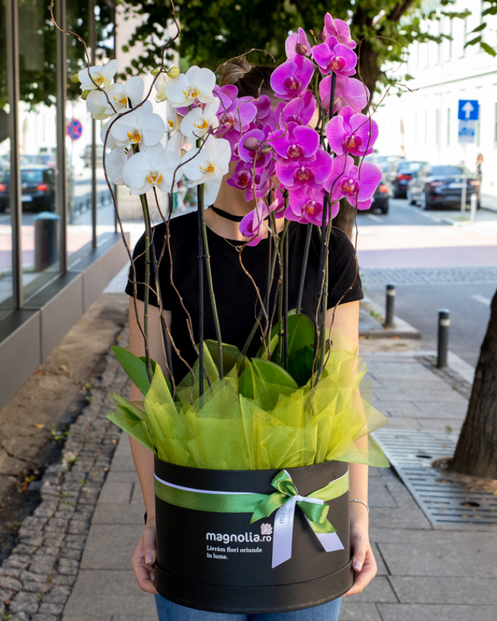 Aranjament cu orhidee Phalaenopsis – imaginea 3