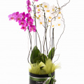 Aranjament cu orhidee Phalaenopsis