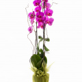 Aranjament cu orhidee Phalaenopsis