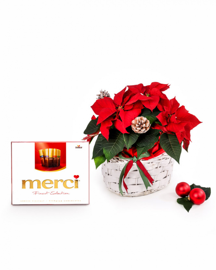 Poinsettia arrangement – imaginea 1