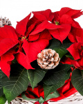 Poinsettia arrangement – imaginea 2