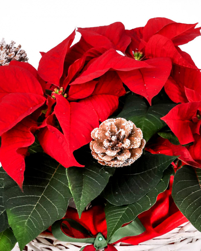 Poinsettia arrangement – imaginea 2