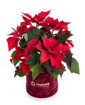 Holiday gift Poinsettia
