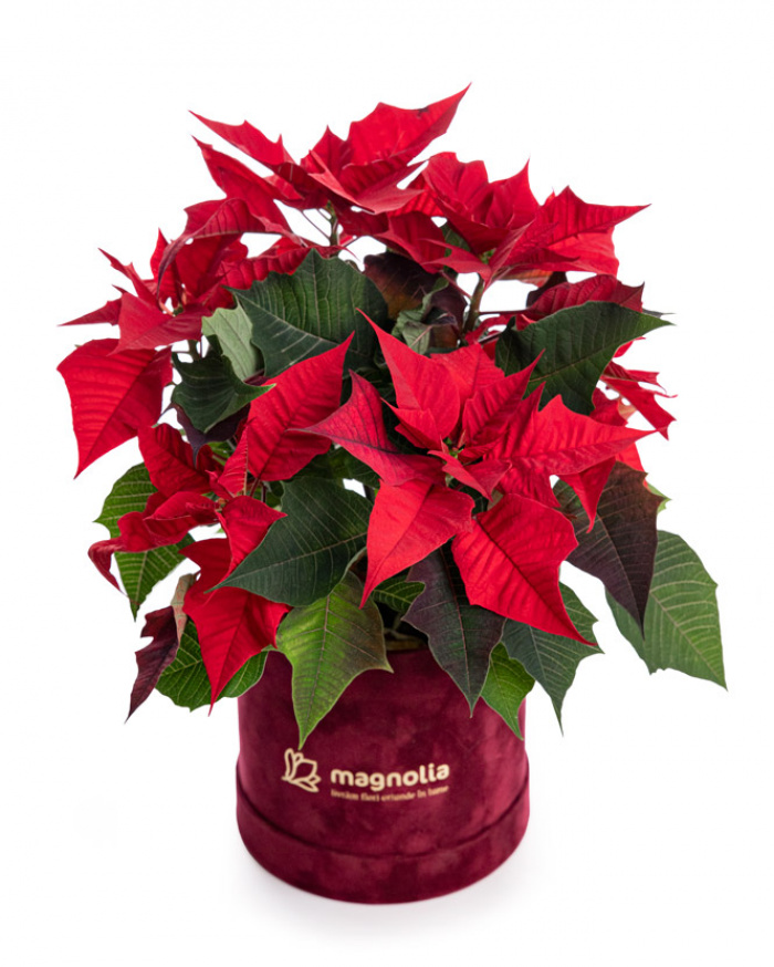 Holiday gift Poinsettia