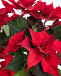 Holiday gift Poinsettia – imaginea 2
