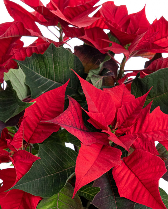Holiday gift Poinsettia