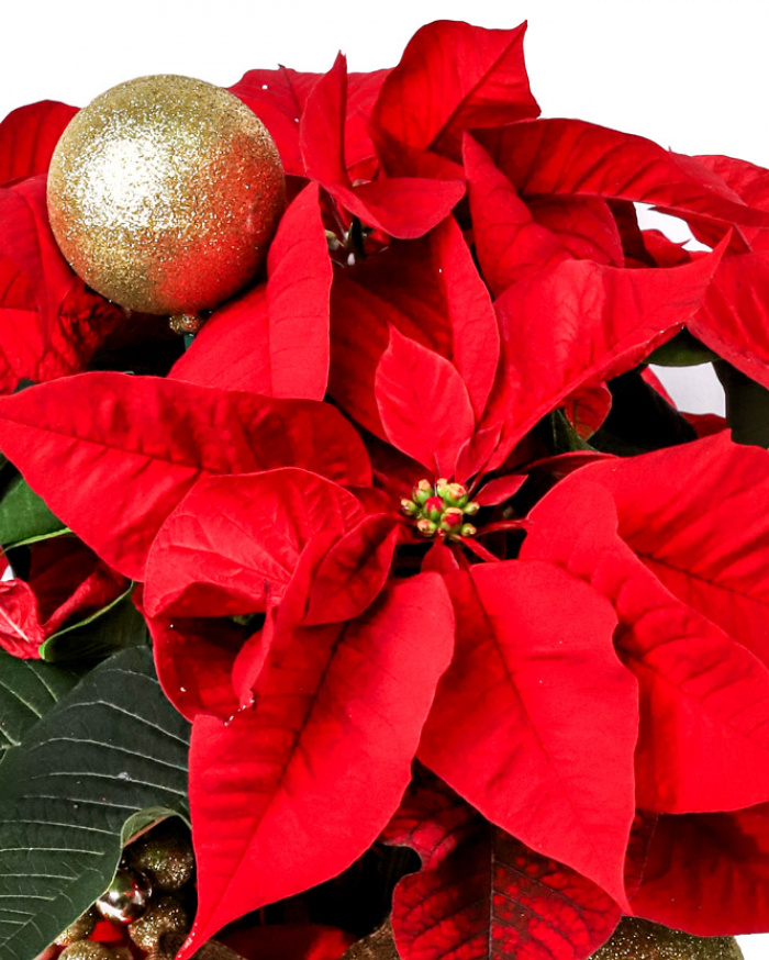 Christmas arrangement with euphorbia – imaginea 2