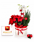 Arrangement with euphorbia and phalaenopsis – imaginea 1