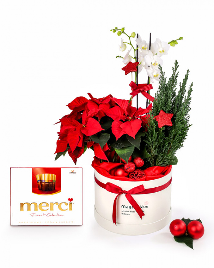 Arrangement with euphorbia and phalaenopsis – imaginea 1
