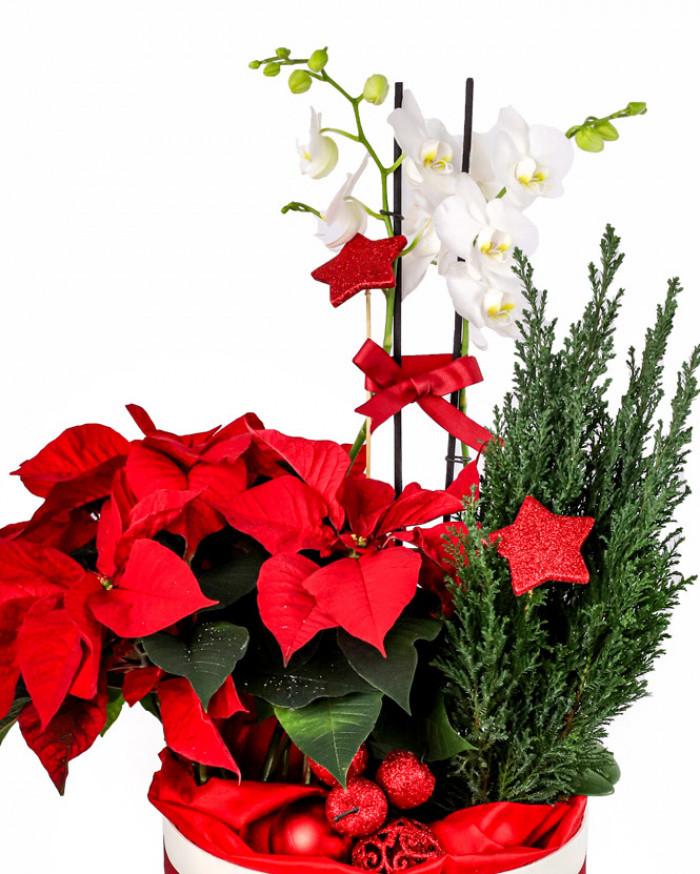 Arrangement with euphorbia and phalaenopsis – imaginea 2