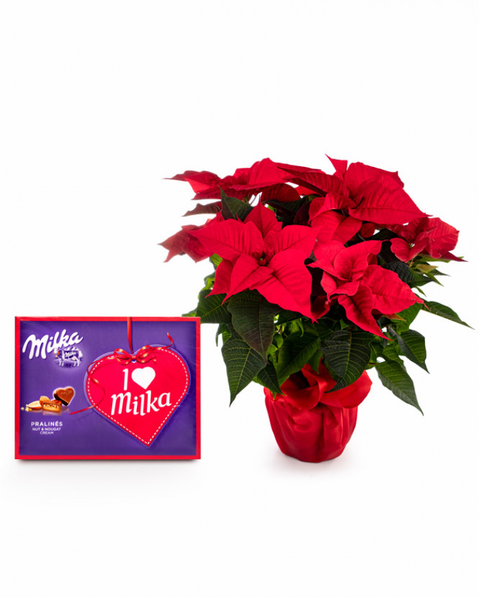 Euphobia with red wrap – imaginea 1