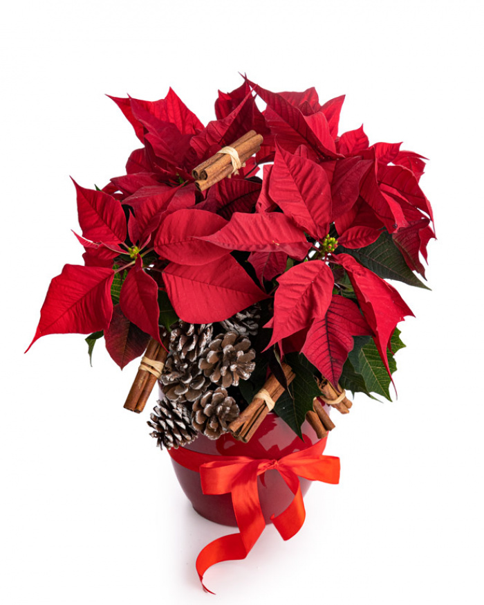 "Christmas Joy "Euphobia – imaginea 1