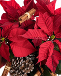 "Christmas Joy "Euphobia – imaginea 2