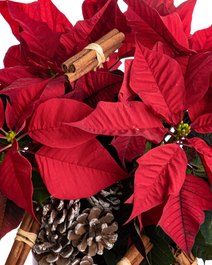 "Christmas Joy "Euphobia – imaginea 2