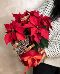 "Christmas Joy "Euphobia – imaginea 3