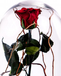  Red cryogenic rose in the dome – imaginea 2