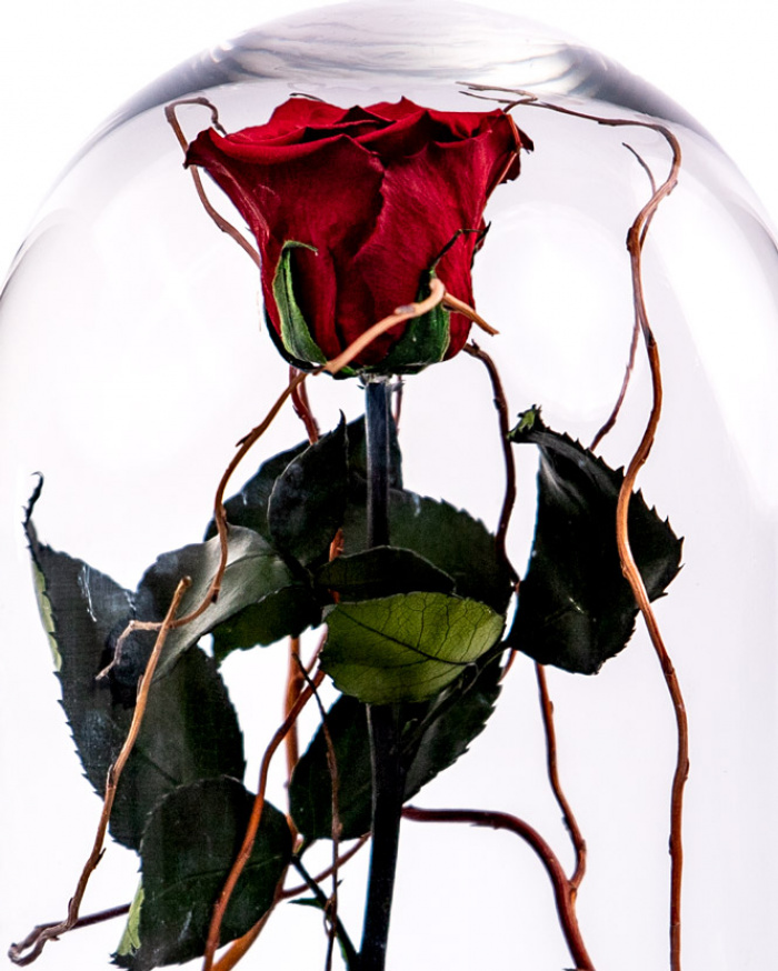  Red cryogenic rose in the dome – imaginea 2