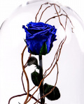Blue cryogenic rose in the dome – imaginea 2