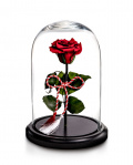 Preserved rose for 1st of March – imaginea 1