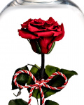 Preserved rose for 1st of March – imaginea 2