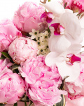 Pink peony box – the image 2