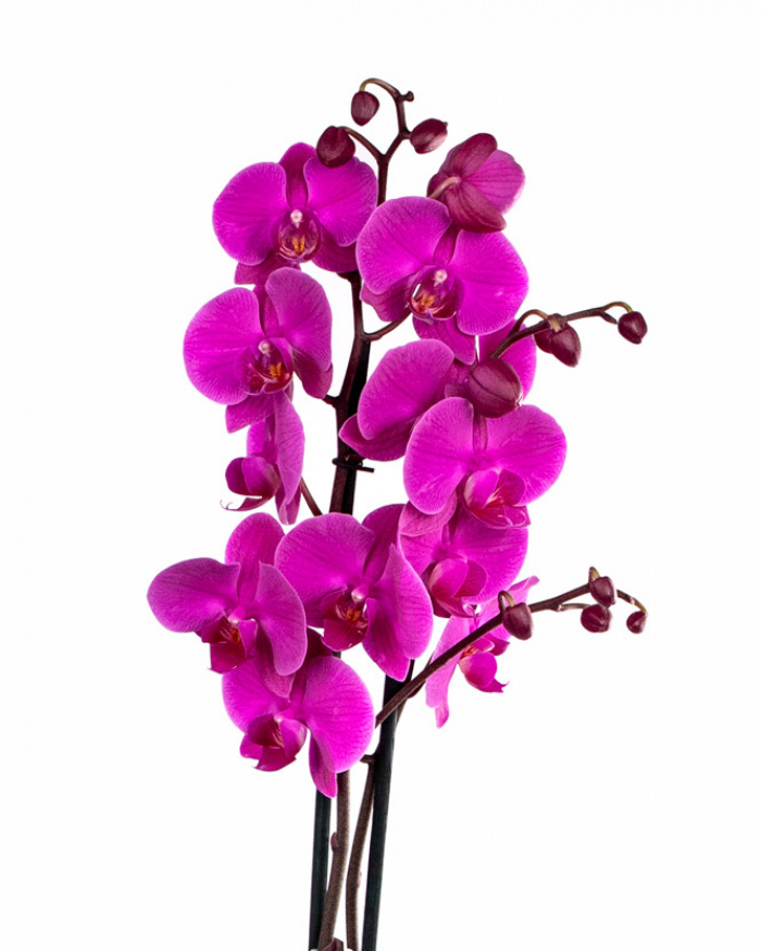 Phalaenopsis orchid and cheese box – imaginea 2