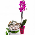 Orhidee Phalaenopsis și cutie cu brânzeturi