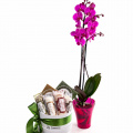 Orhidee Phalaenopsis și cutie cu brânzeturi