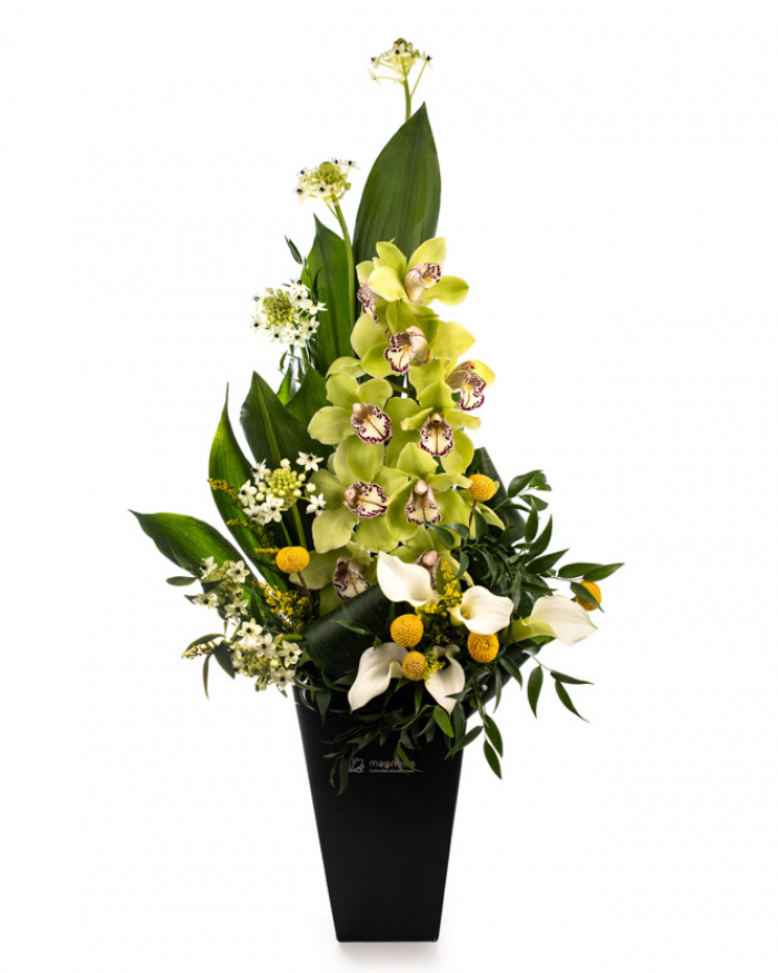 Orchid surprise – the image 1