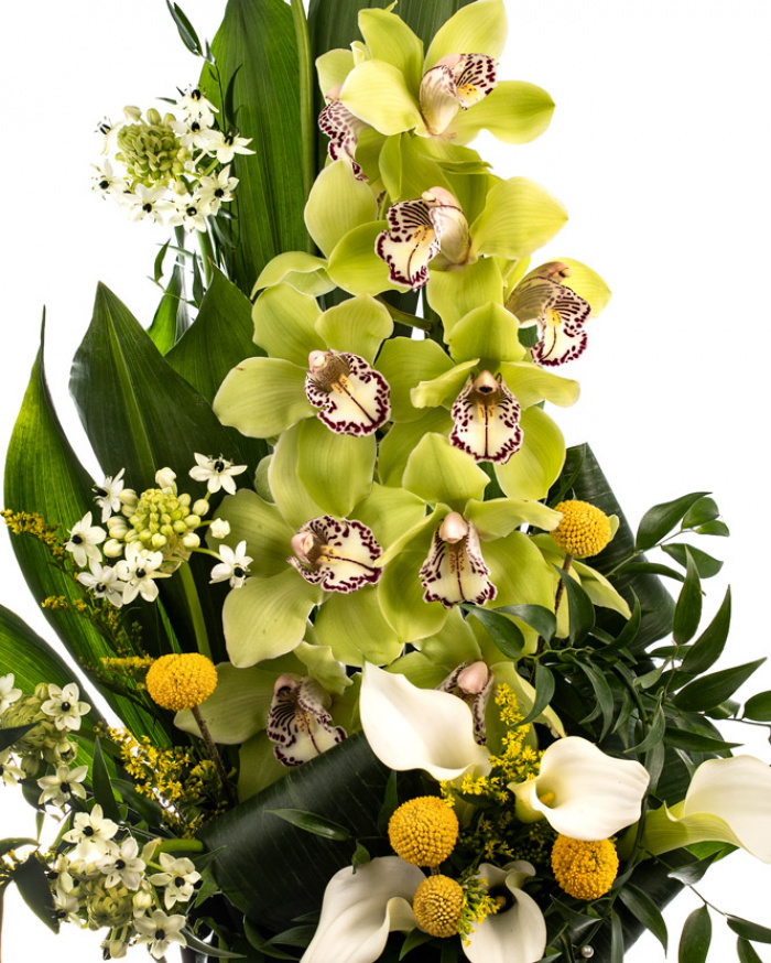 Orchid surprise – imaginea 2