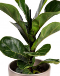 Planta Ficus Lyrata Bambino – imaginea 2