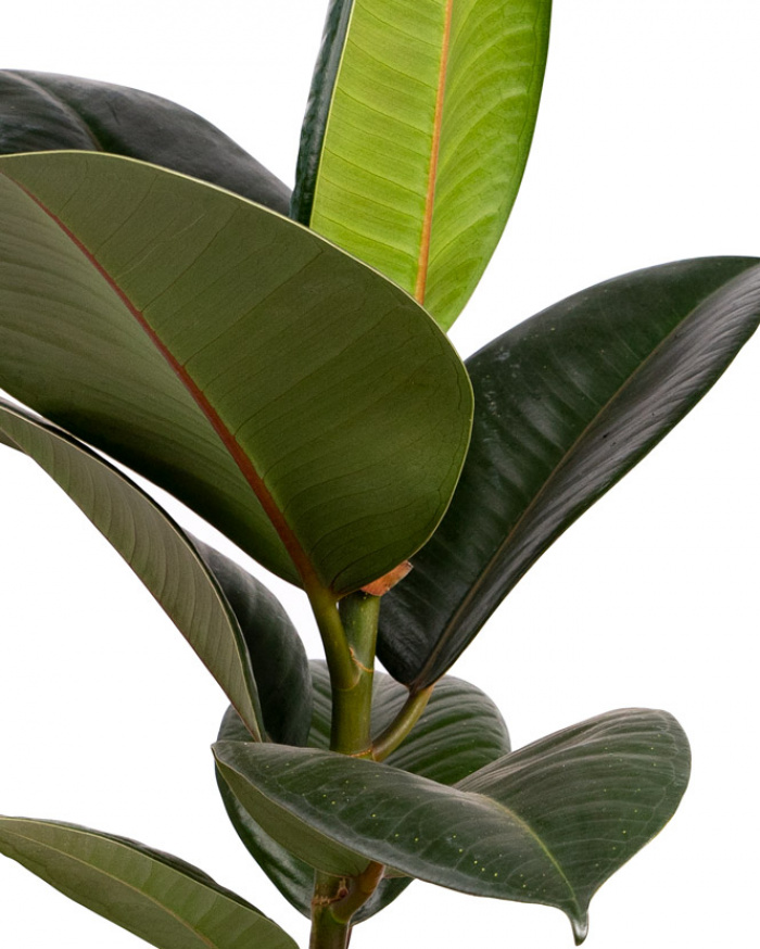 Planta Ficus Elastica – imaginea 2