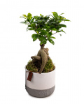 Planta Ficus Ginseng – imaginea 1