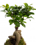 Planta Ficus Ginseng – imaginea 2